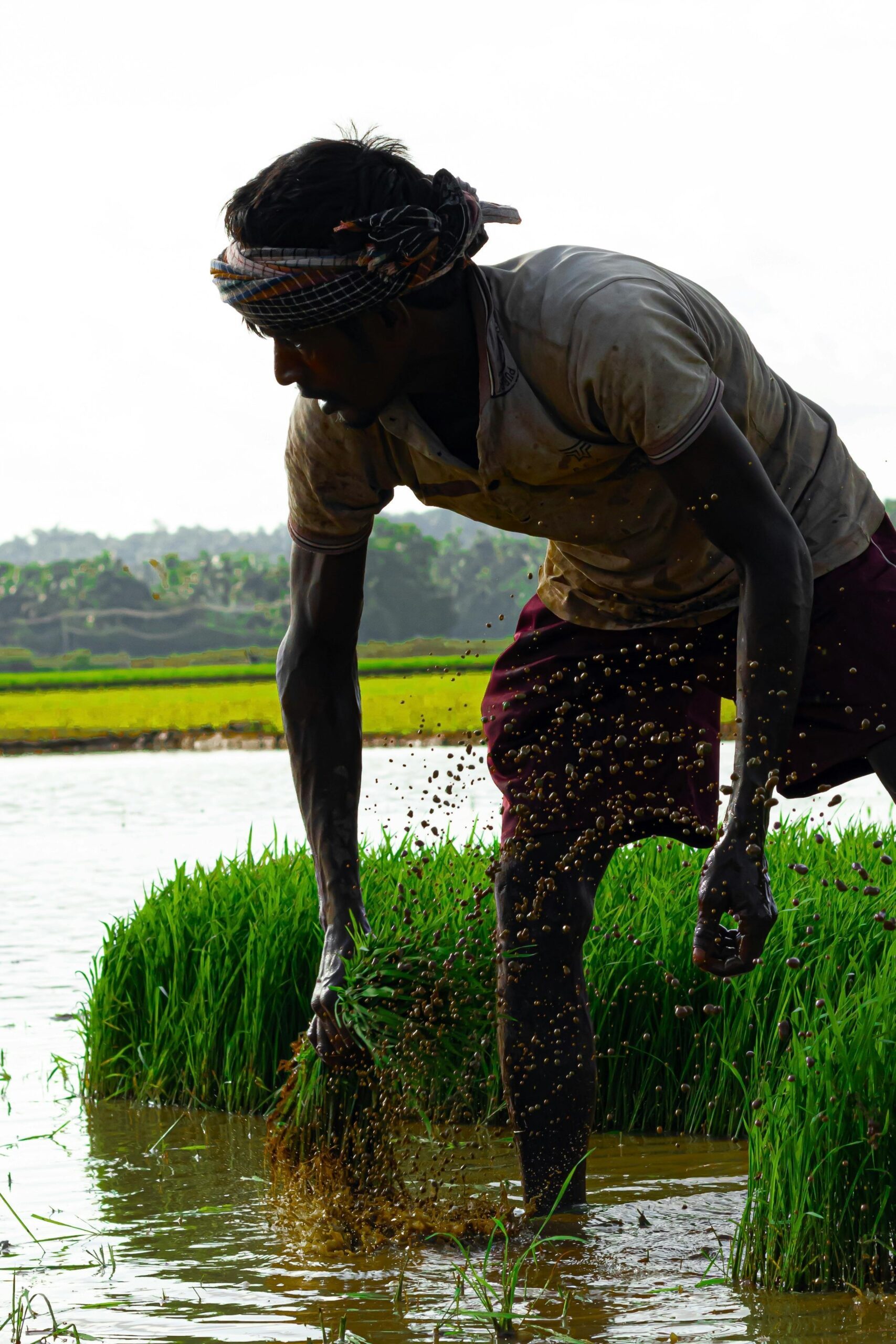 A dedicated Indian farmer laboring in a lush green paddy field under the bright day sun in India.