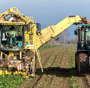 turnip, vegetables, harvest, agriculture, nourishment, naturally, machine, fields, tuber, nature, floor, farmer, sugar beet, arable land, technology, vehicle, harvest time, fall, harvest, harvest, harvest, harvest, harvest